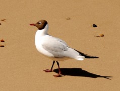 Blackheaded Gull