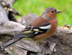 Chaffinch