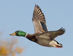 Mallard