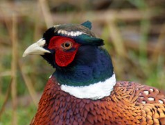 Pheasant